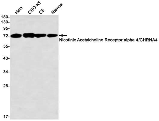 Nicotinic Acetylcholine Receptor alpha 4