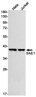 SAE1
