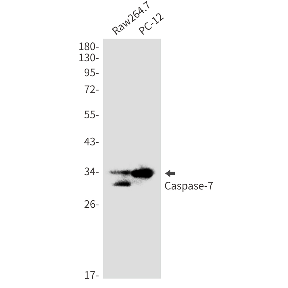 Caspase~7