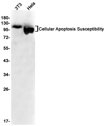 Cellular Apoptosis Susceptibility