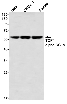 TCP 1 alpha