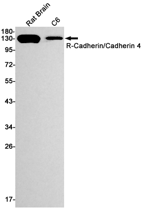 R Cadherin