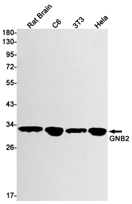 GNB2