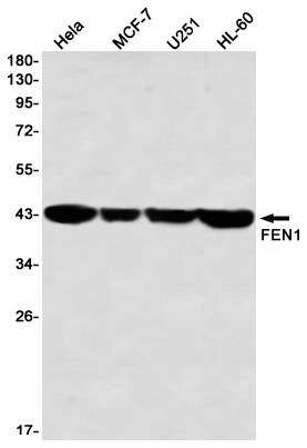 FEN1