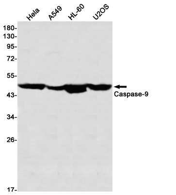 Caspase~9