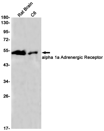 alpha 1a Adrenergic Receptor