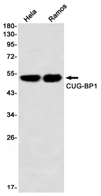 CUG BP1