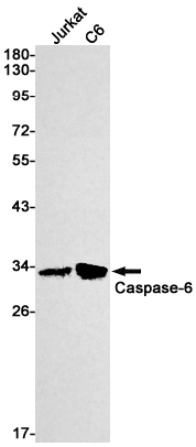 Caspase~6