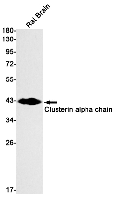 Clusterin alpha chain