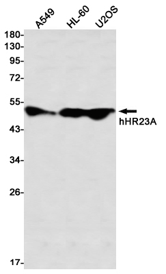 hHR23A