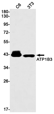 ATP1B3