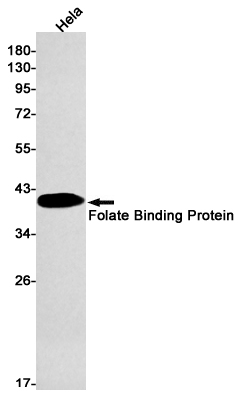 Folate Binding Protein