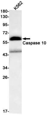 Caspase~10
