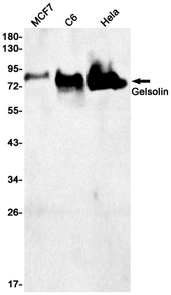 Gelsolin