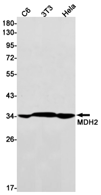 MDH2