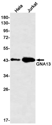 G protein alpha 13