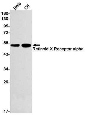 Retinoid X Receptor alpha