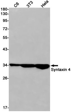 Syntaxin 4