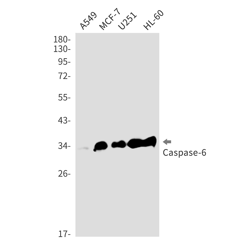 Caspase~6