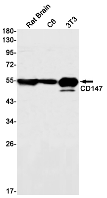 CD147