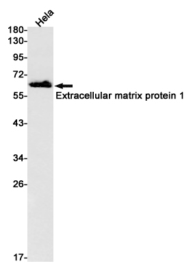 Extracellular matrix protein 1