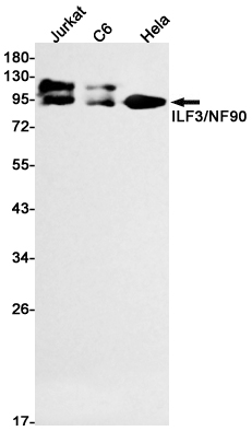 ILF3