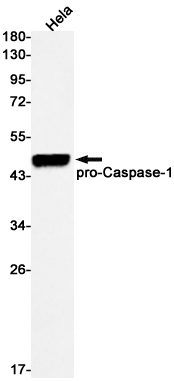 Caspase~1