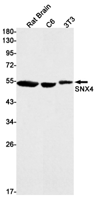 SNX4
