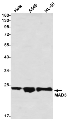 Max Dimerization Protein 3