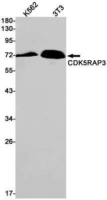 CDK5RAP3