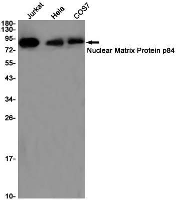 Nuclear Matrix Protein p84