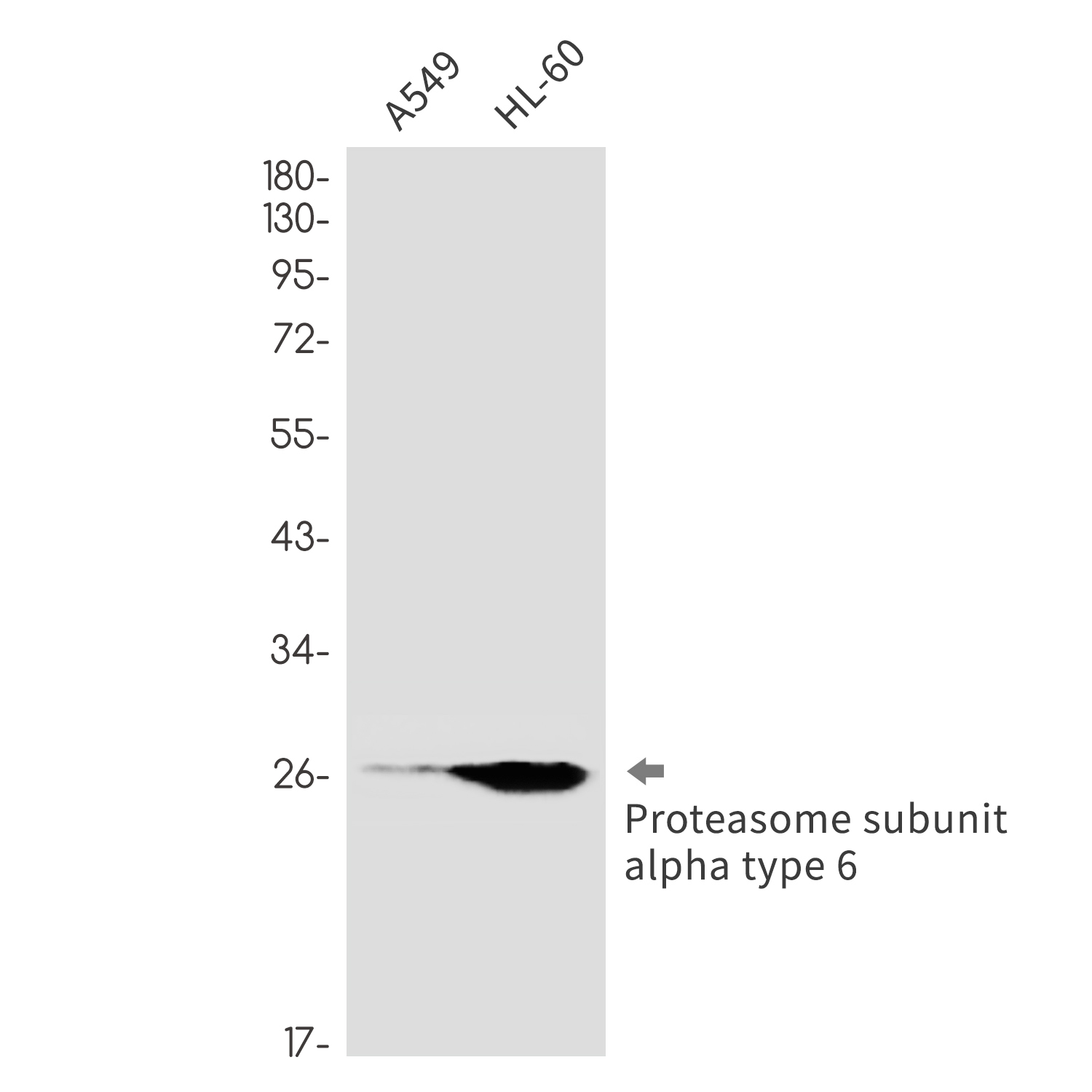 Proteasome subunit alpha type 6