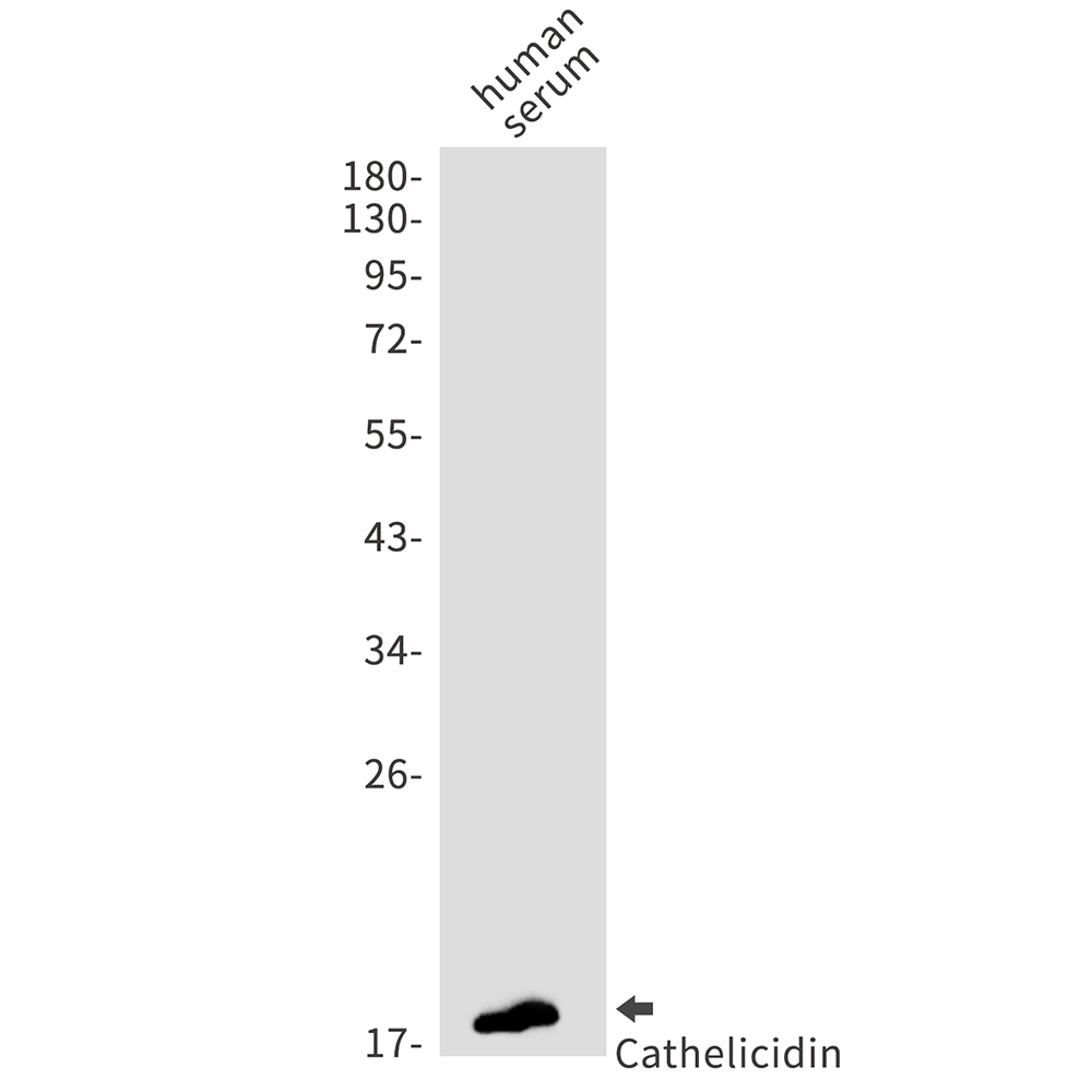 Cathelicidin