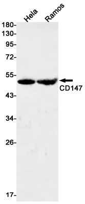 CD147