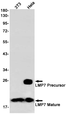 Proteasome beta 8
