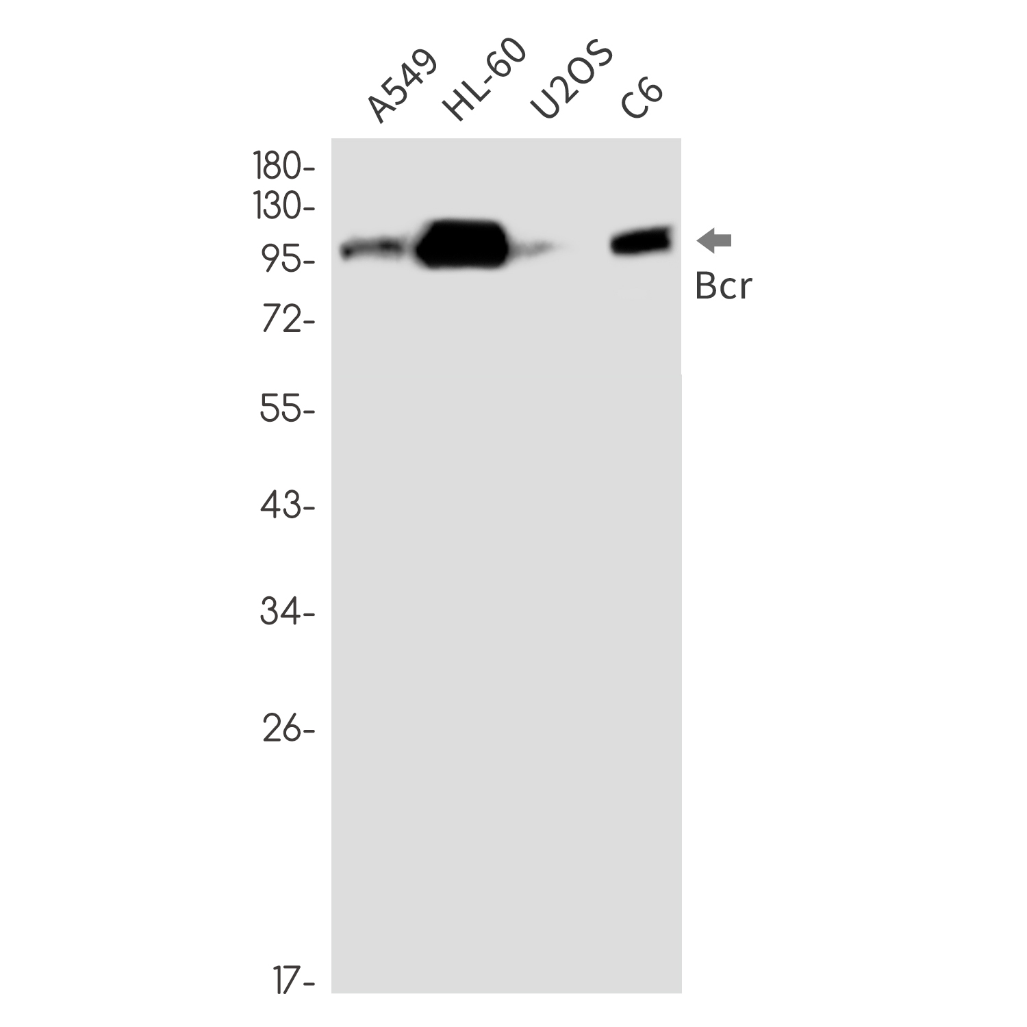 Bcr