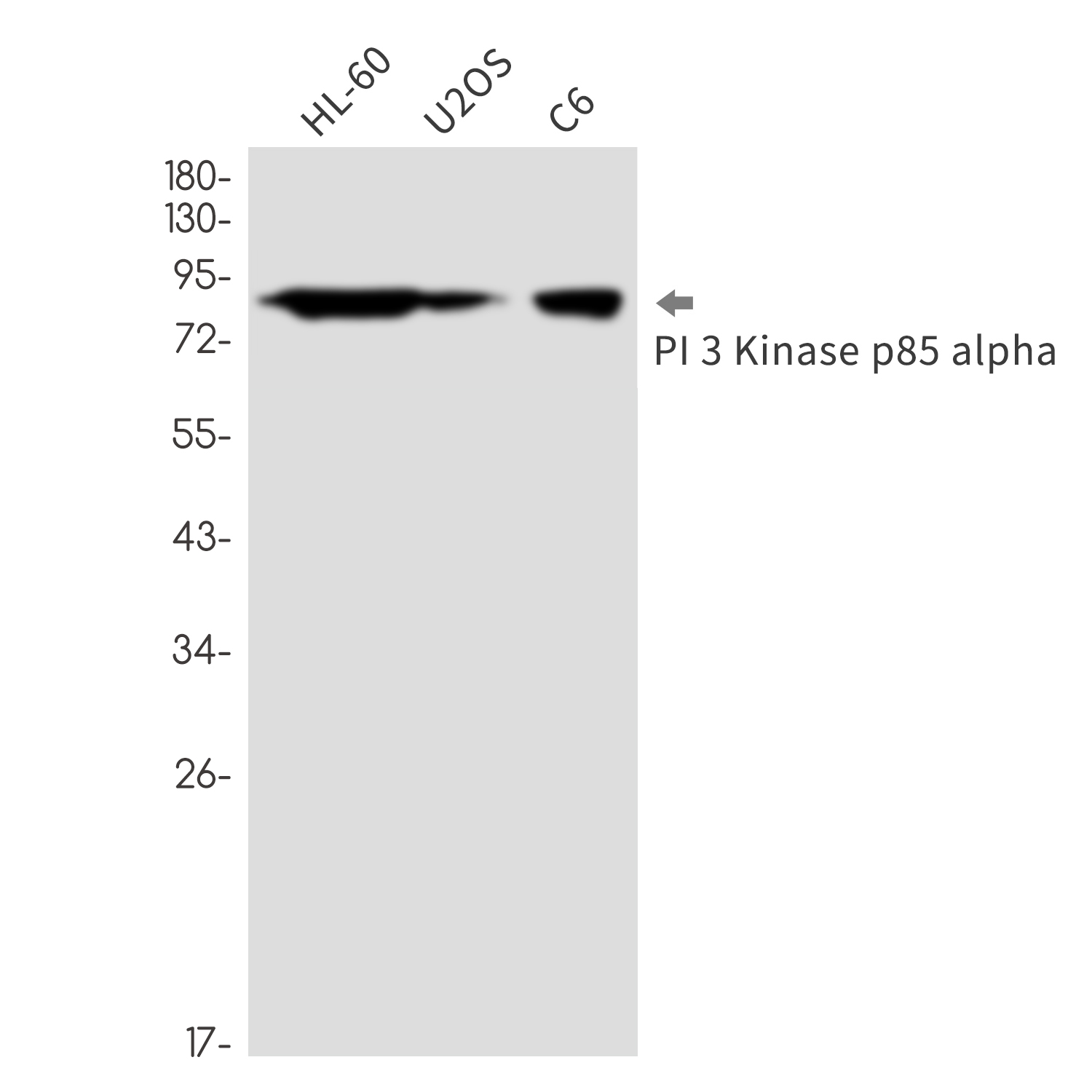 PI3~Kinase p85 alpha