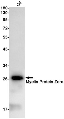 Myelin Protein Zero