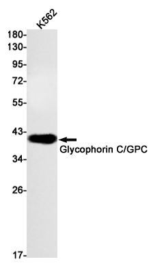 Glycophorin C