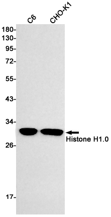 Histone H1.0