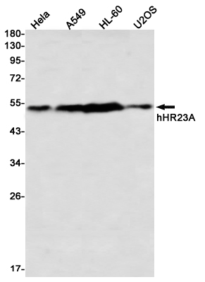 hHR23A