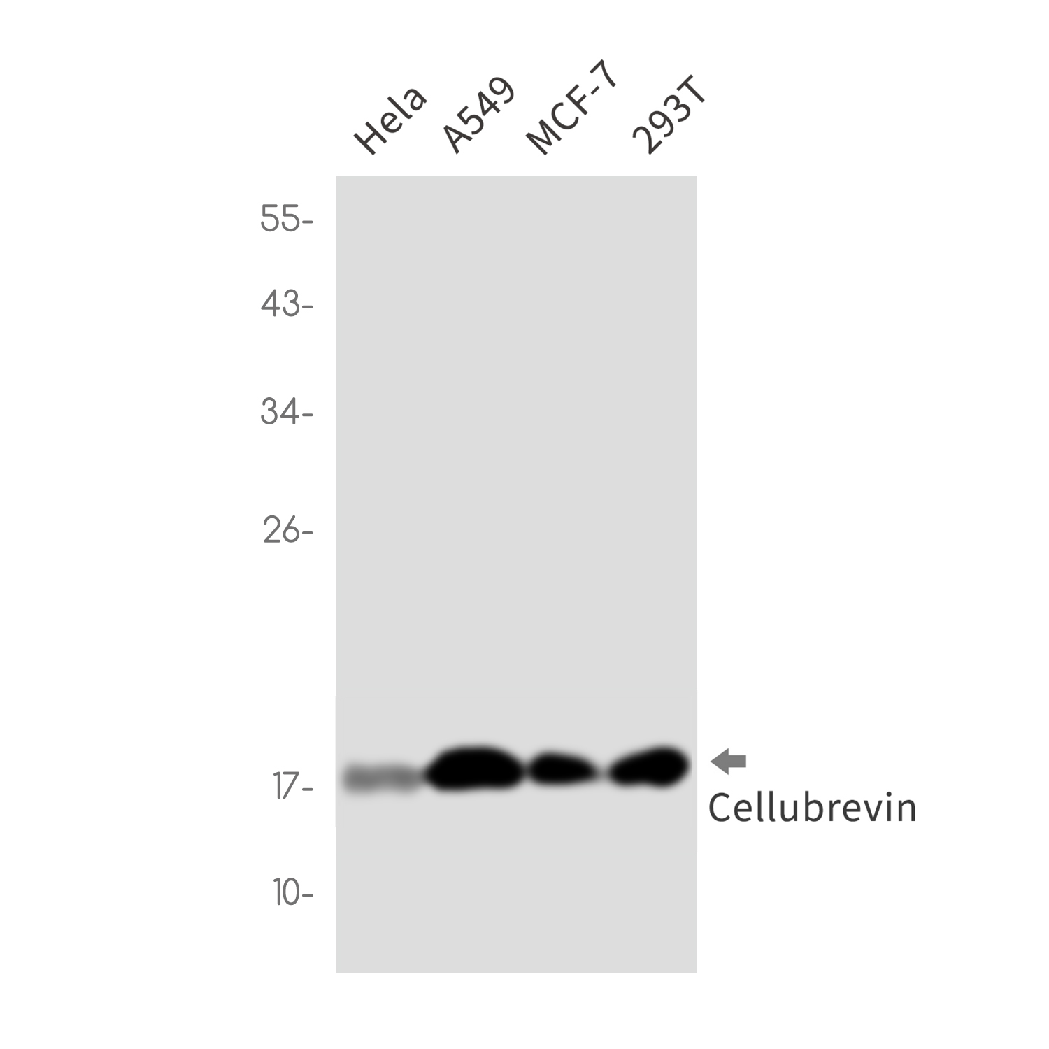 Cellubrevin