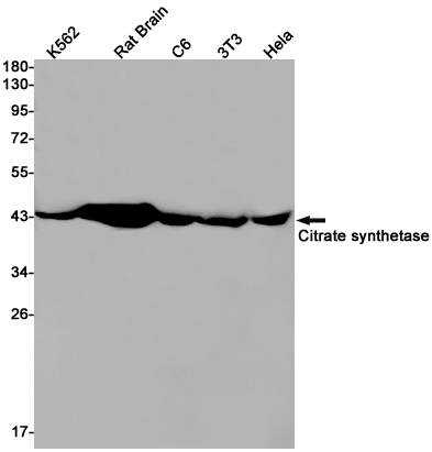 Citrate Synthetase