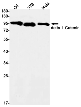 delta 1 Catenin
