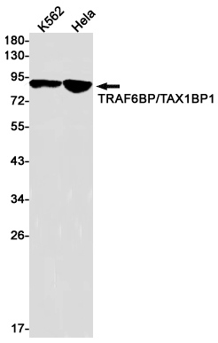 TRAF6BP
