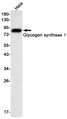 Glycogen Synthase 1
