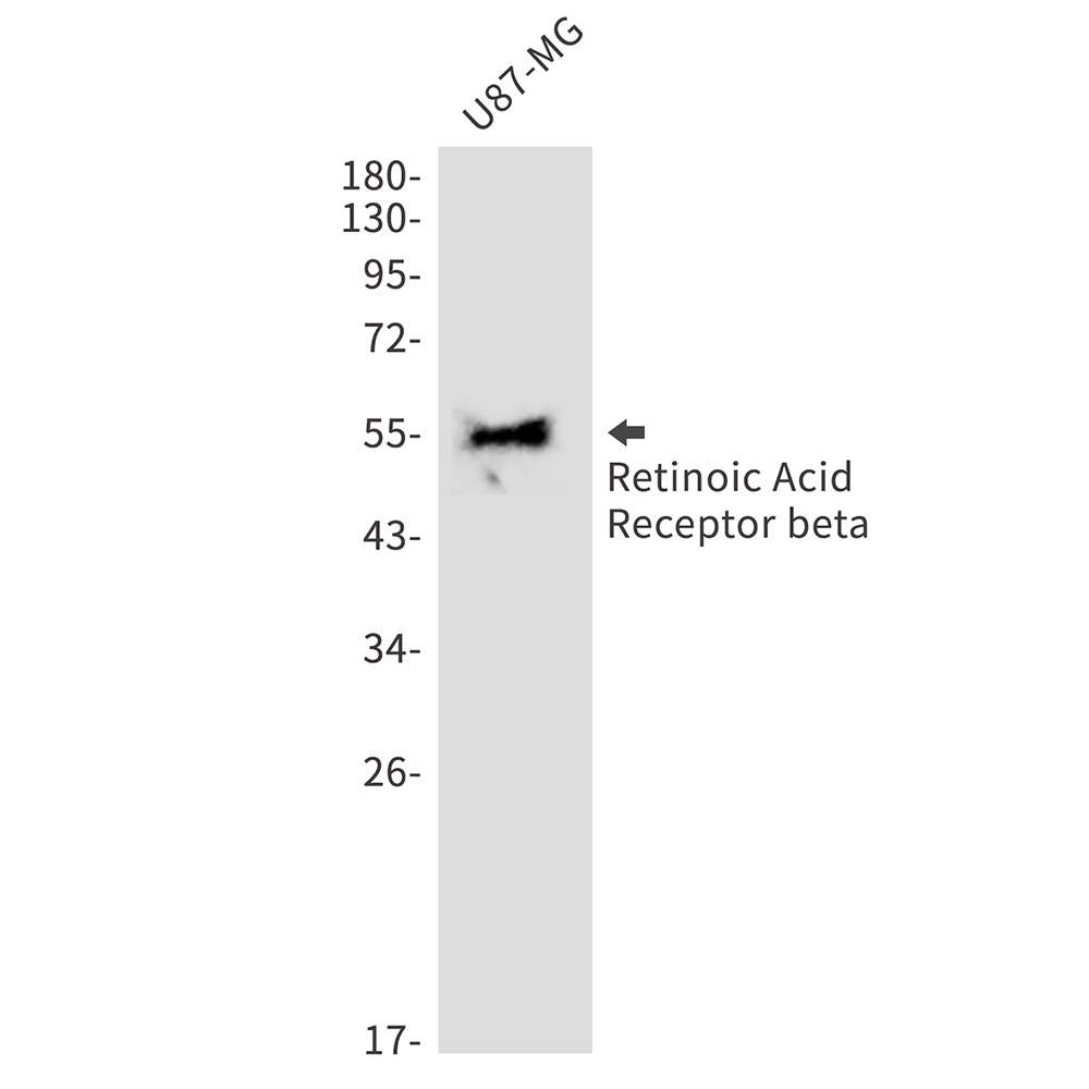 Retinoic Acid Receptor beta