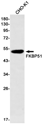 FKBP51