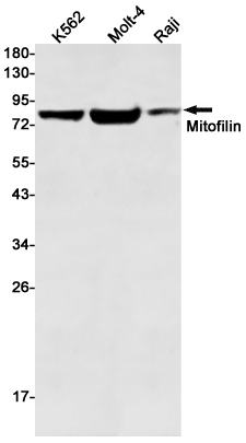 Mitofilin