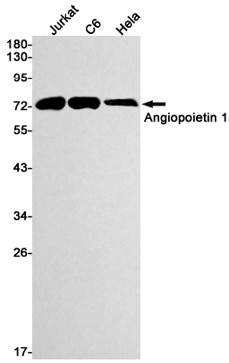 Angiopoietin 1